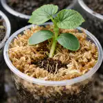 Ukryta przyczyna zamierania rozsady ogórka i metoda szybkiego ratowania kiełków ukryta-przyczyna-zamierania-rozsady-ogorka-i-metoda-szybkiego-ratowania-kielkow.png