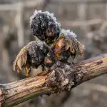 Winogrona pozostaną niezebrane z powodu jednego błędu na wiosnę winogrona-pozostana-niezebrane-z-powodu-jednego-bledu-na-wiosne.png